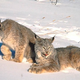 Illustration for article titled Caturday - Lynx canadensis Edition